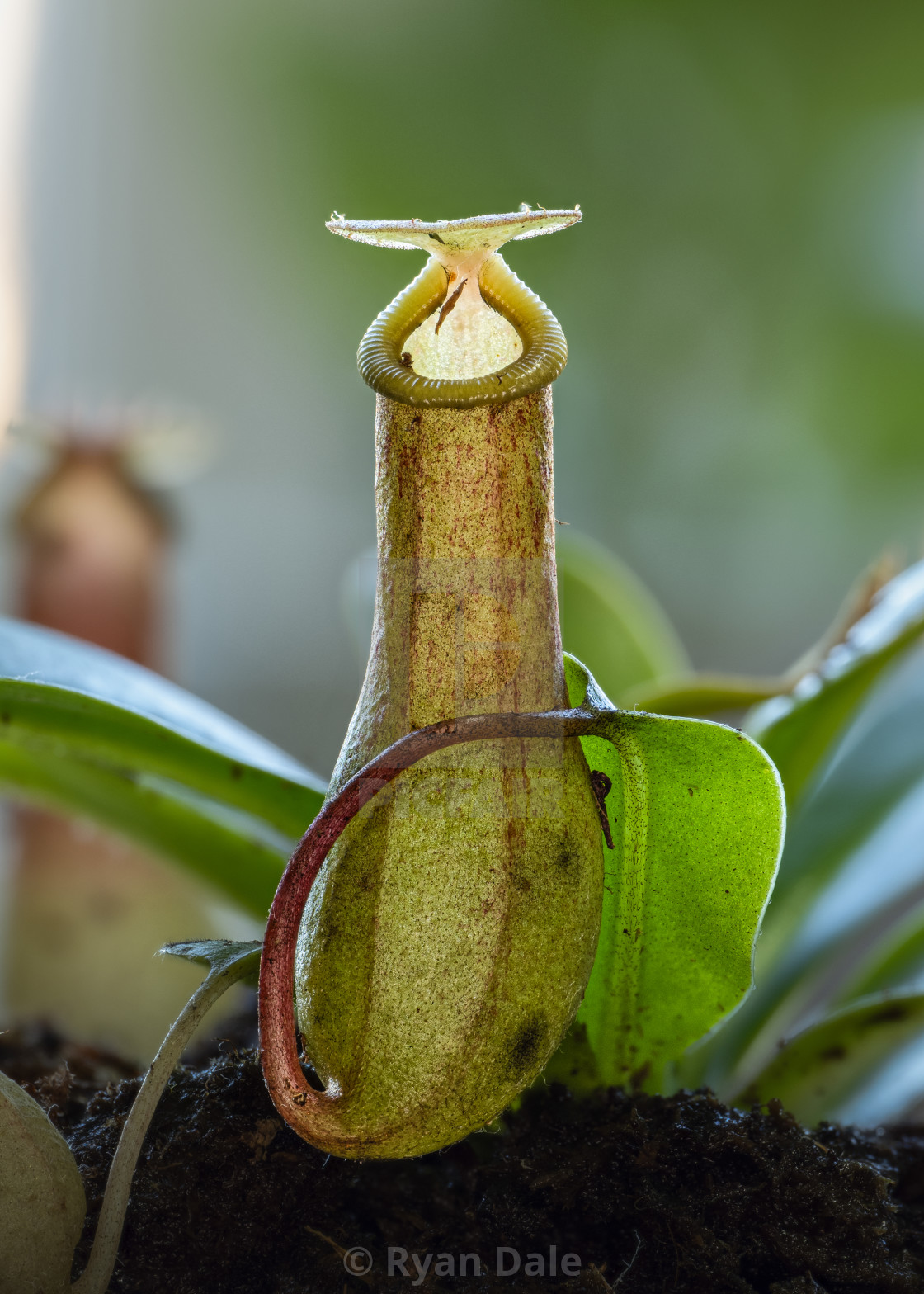 "Nepenthes Pitcher" stock image