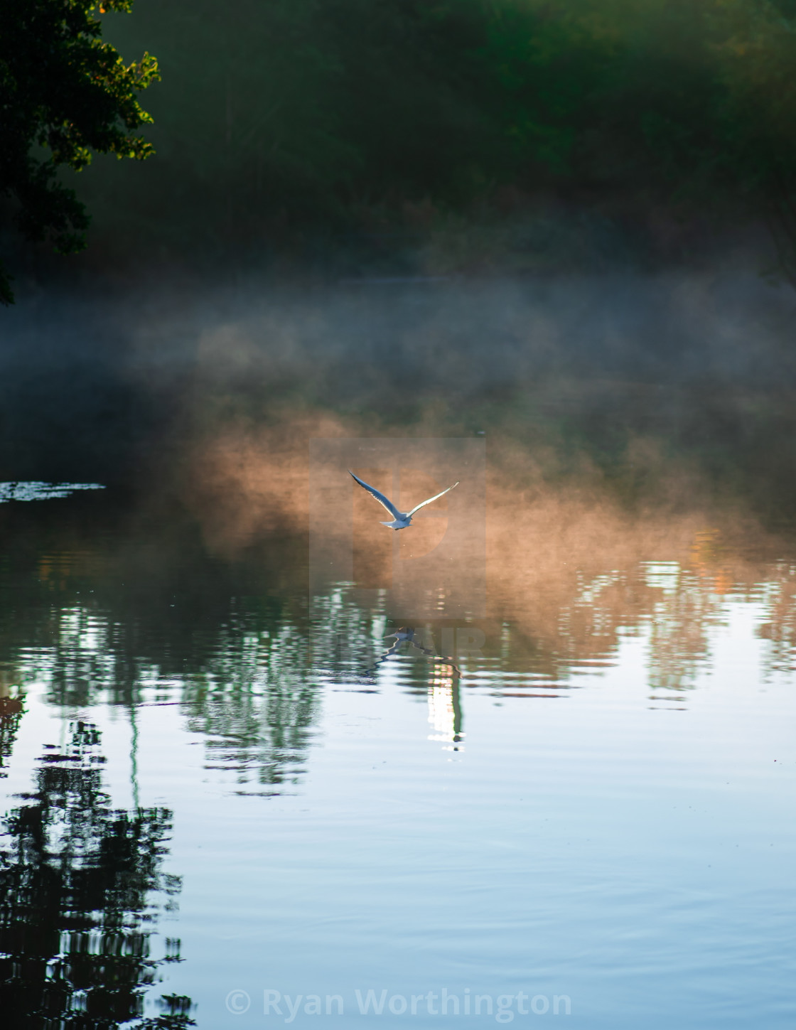"A bird scaling the morning" by Ryan Worthington - £30.00 "A bird scaling the morning" stock image