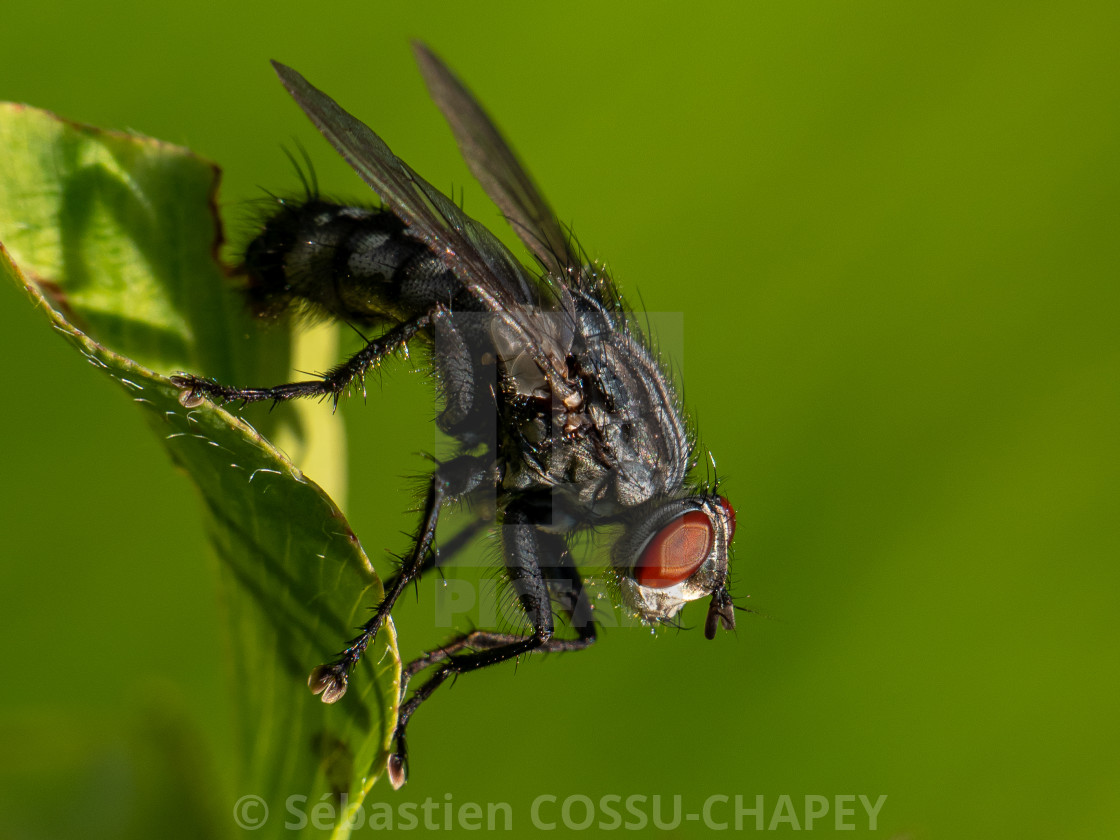 "A fly on a leaf" stock image