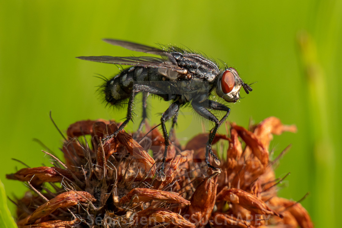 "A fly on a flower" stock image