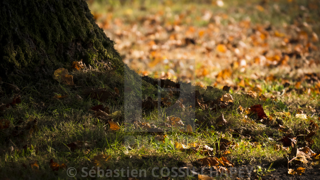 "Autumn is coming" stock image