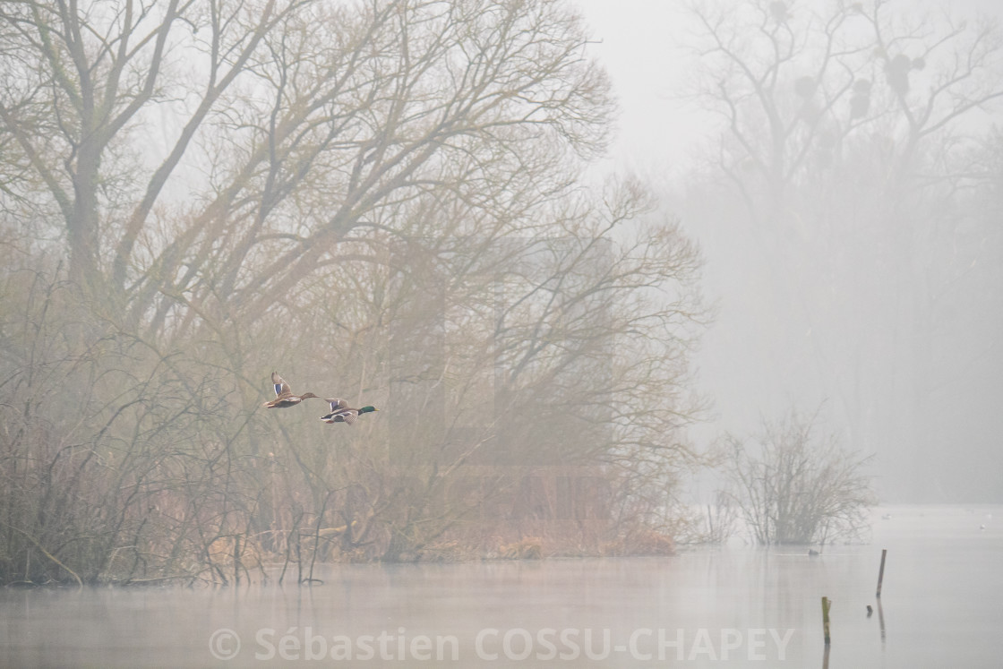 "Duo flight" stock image