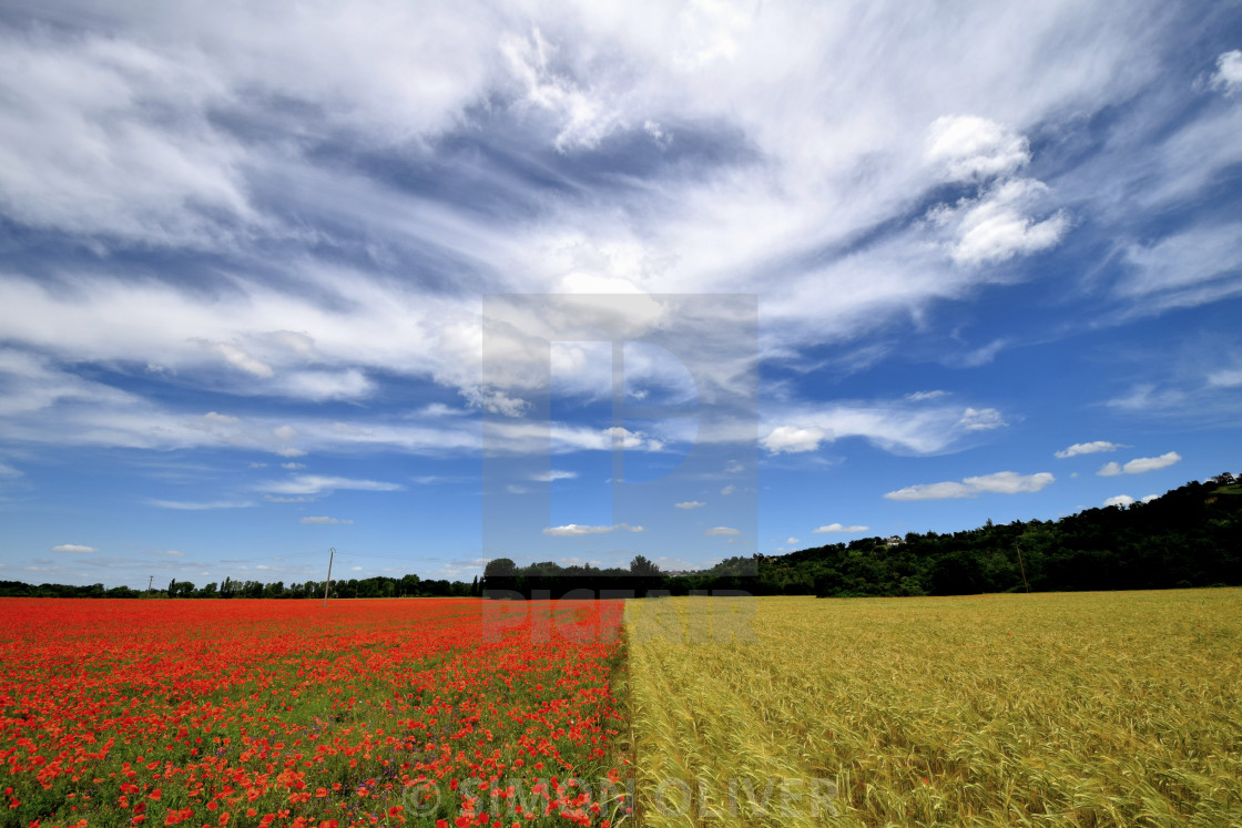 "Red Yellow" stock image