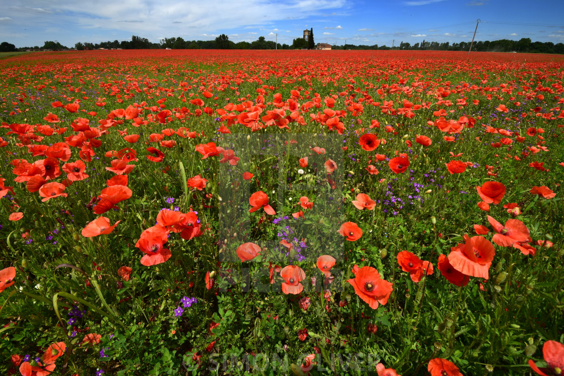 "Poppy field" stock image