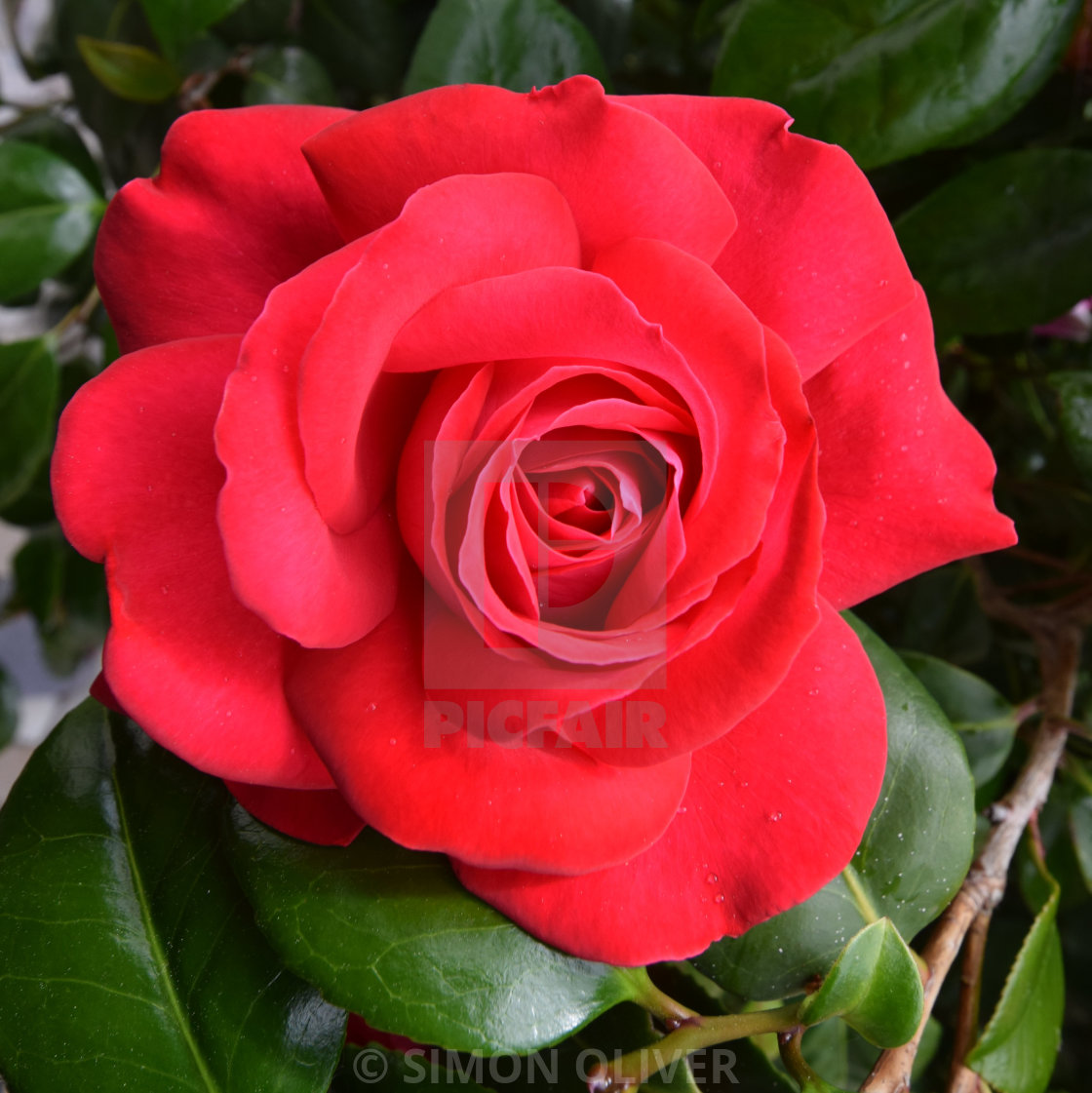 "A red red rose" stock image