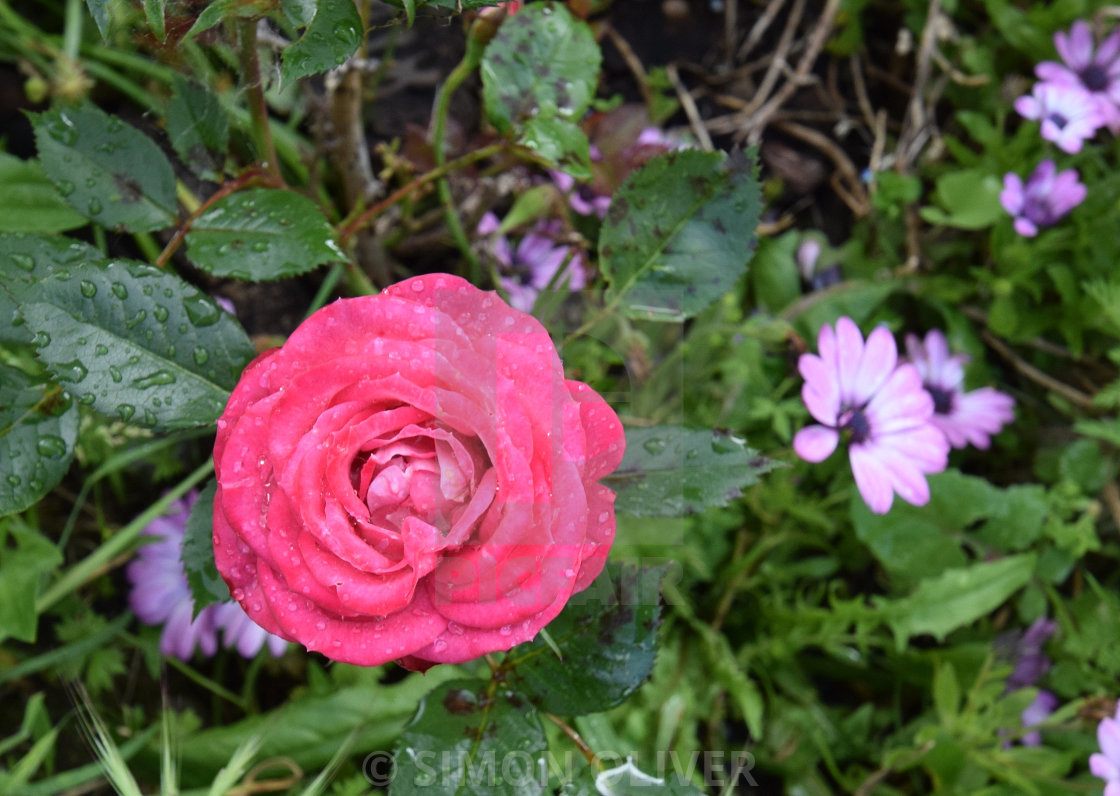 "Pink-red rose" stock image