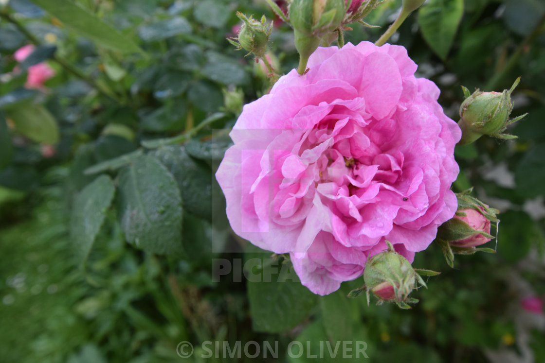 "Pink/purple Rose" stock image