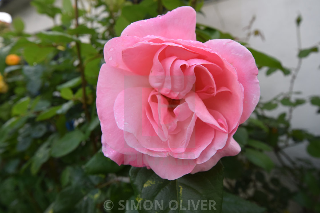 "Pink rose" stock image