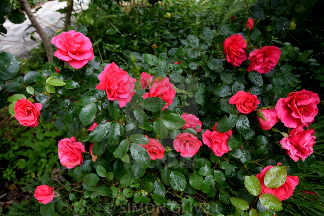"Red roses" stock image