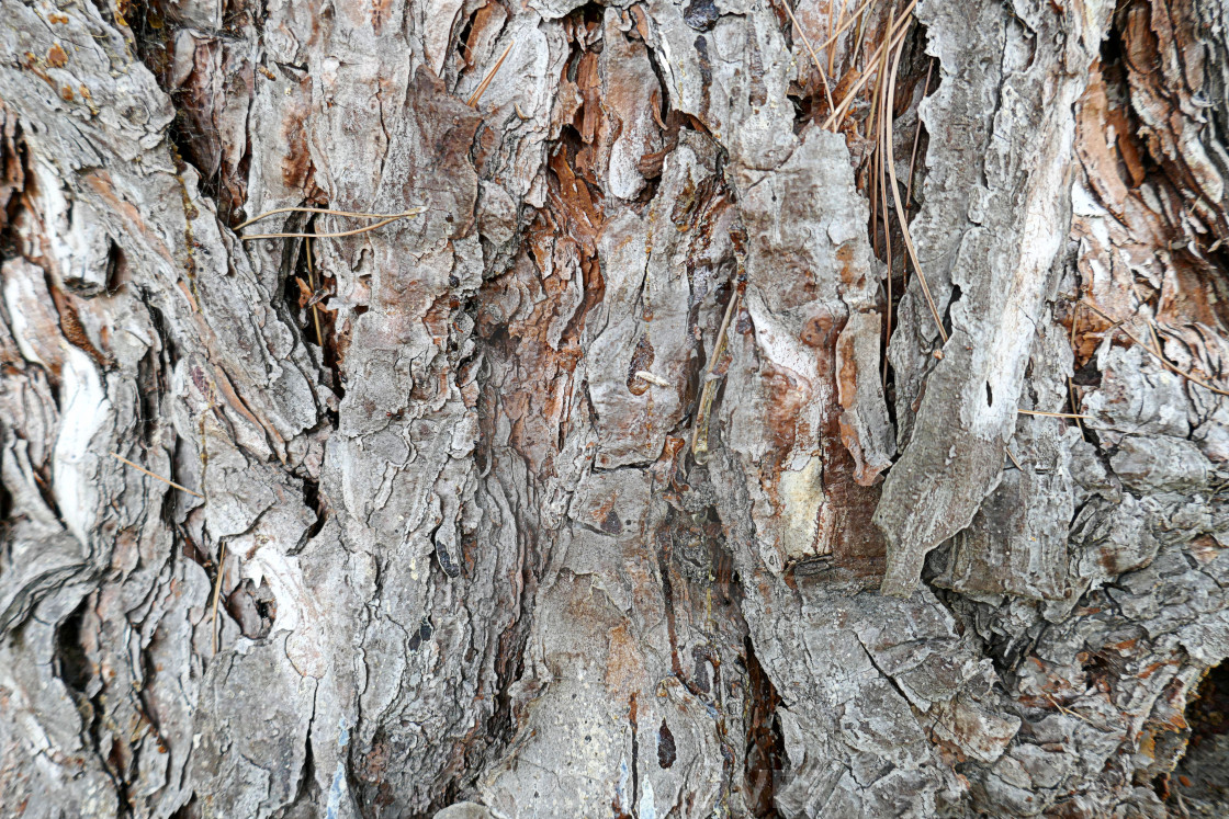 "Pine trunk - close-up" stock image