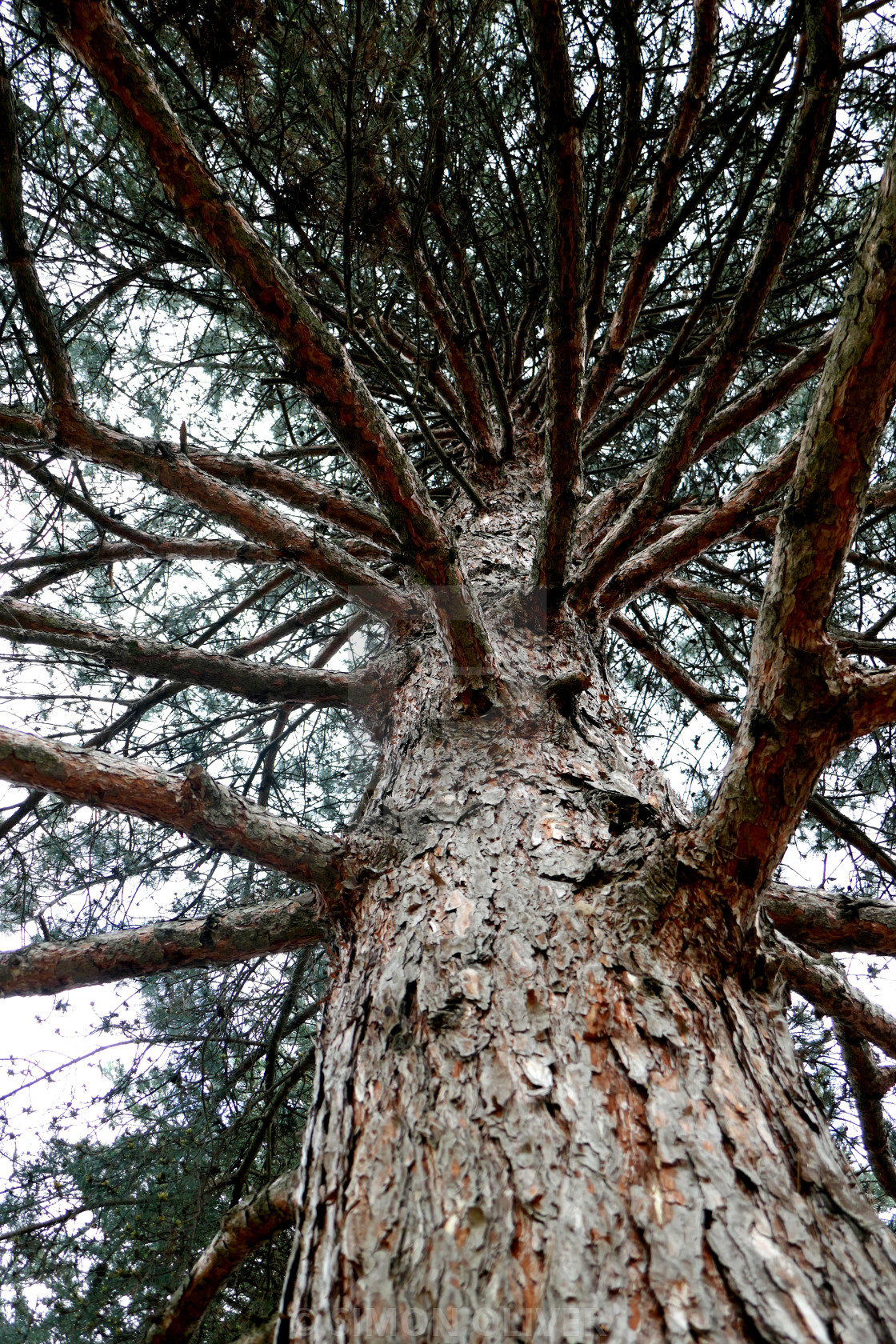 "Pine tree" stock image