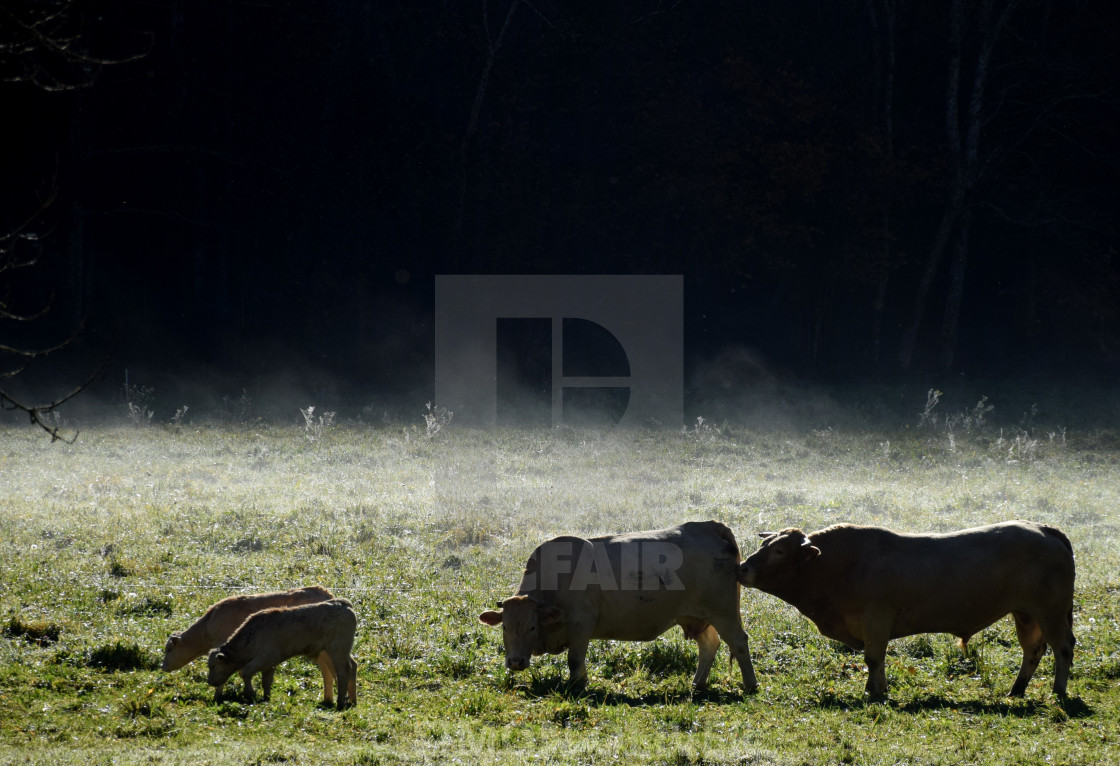 "Cattle beside the stream, Biros valley" stock image