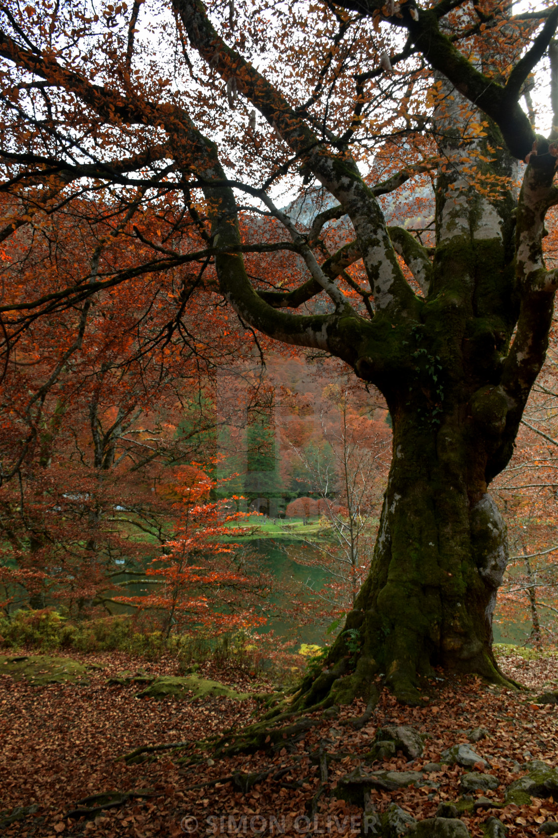 "Lac Bethmale in Autumn, beech tree" stock image