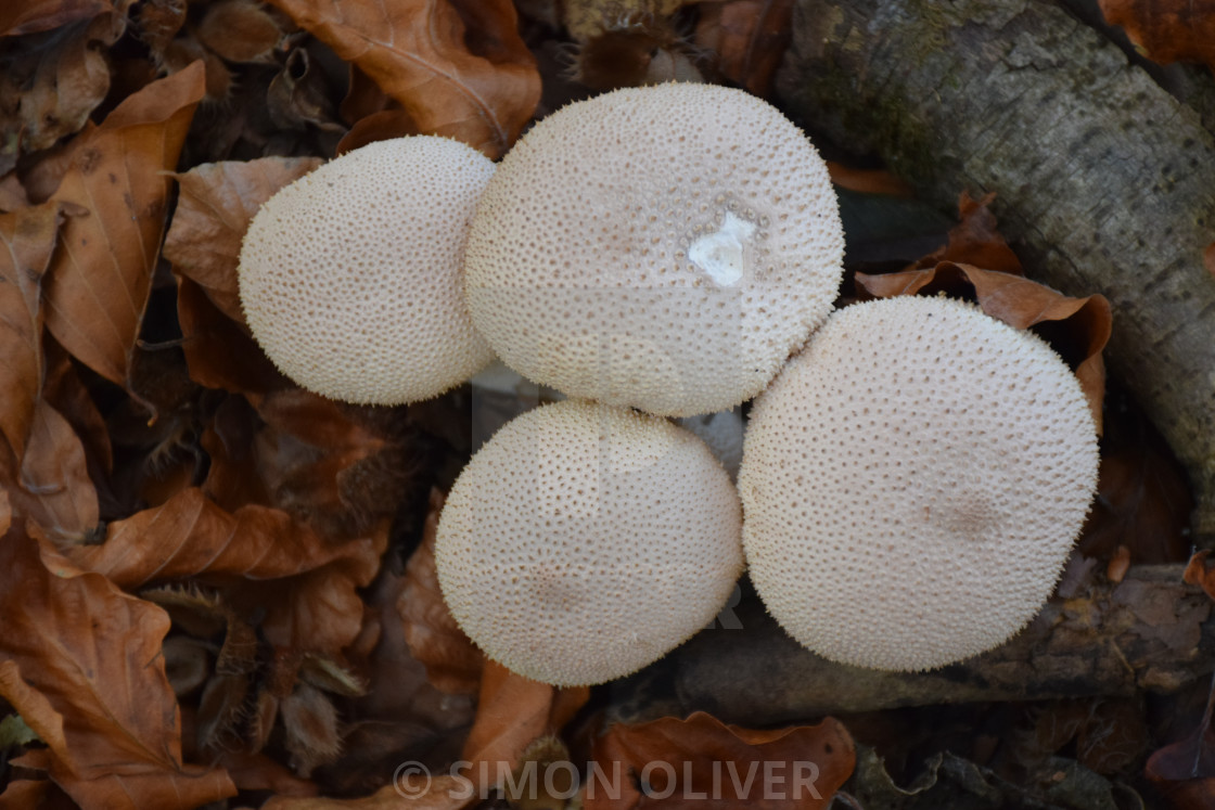 "Mushrooms" stock image