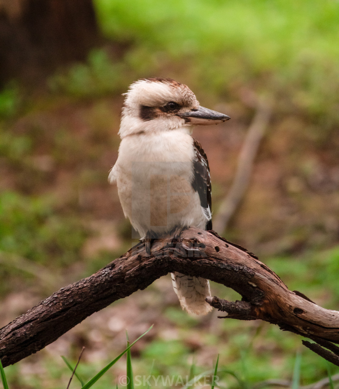 "kookaburra sitting on log" stock image