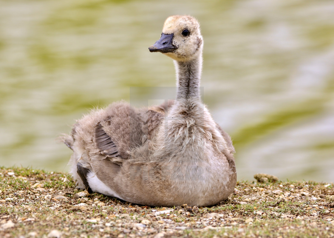 "Resting Gosling" stock image