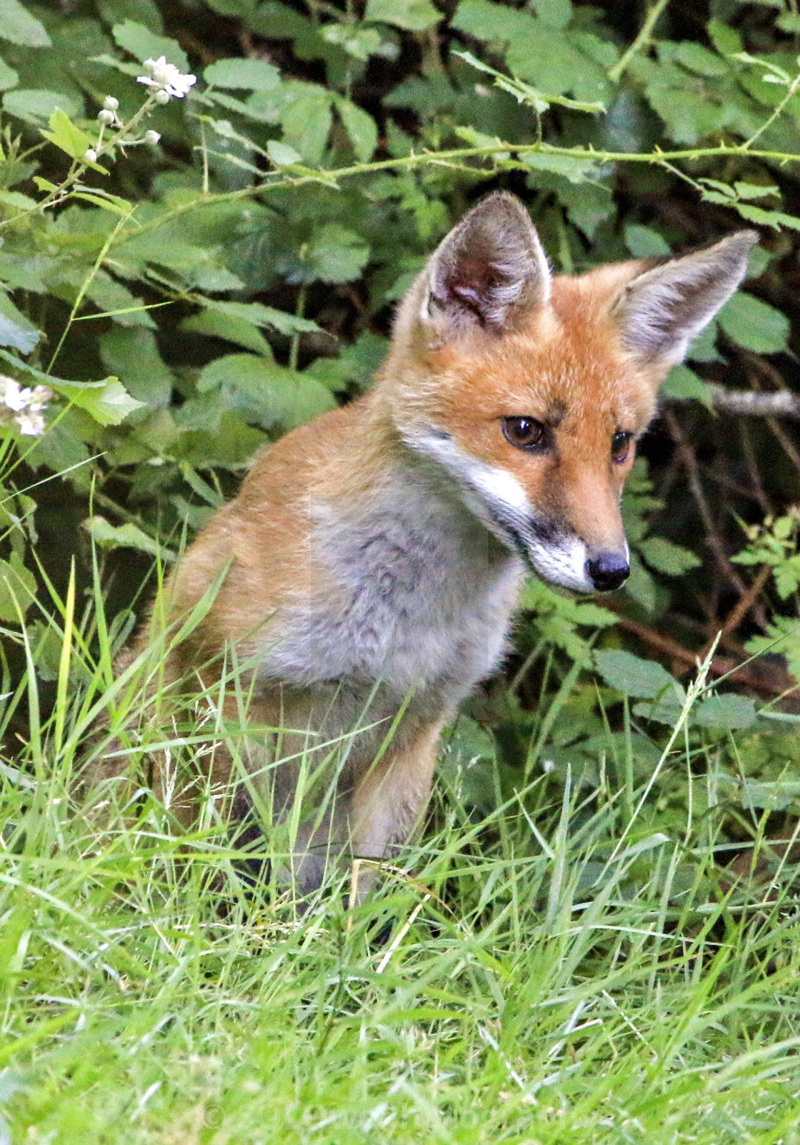 "Fox Cub" stock image