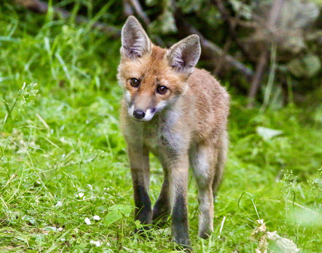 "Fox Cub" stock image