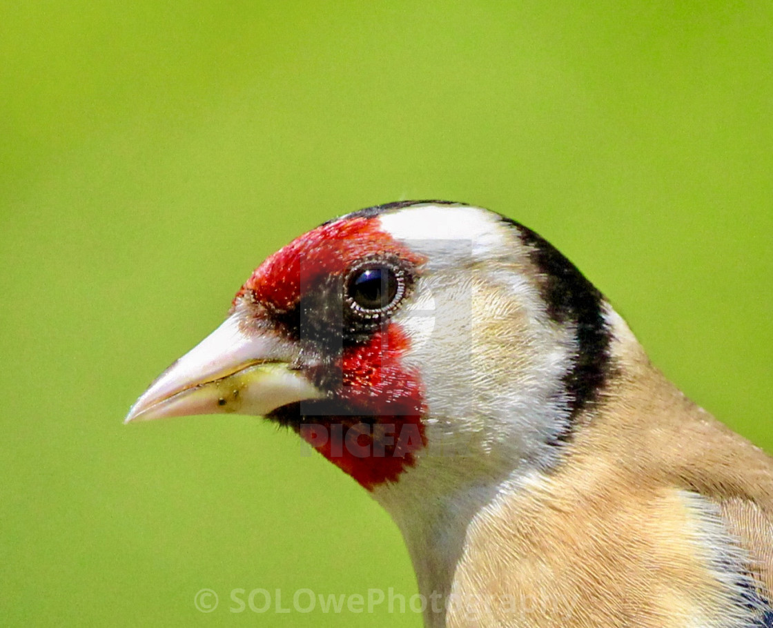 "Goldfinch" stock image