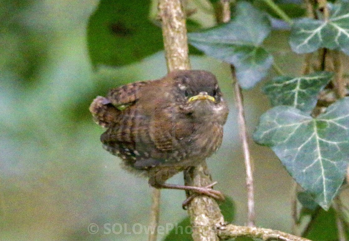 "Baby Wren" stock image