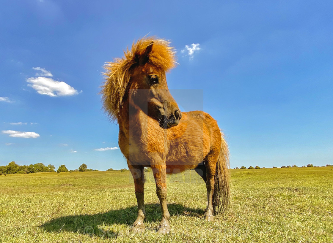 "Shetland Mullet" stock image