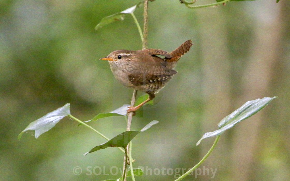 "Jenny Wren" stock image