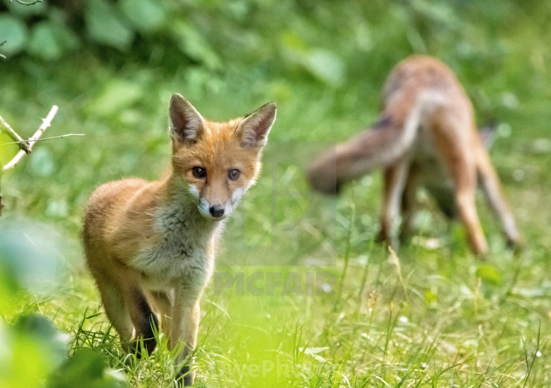 "Fox Cubs" stock image