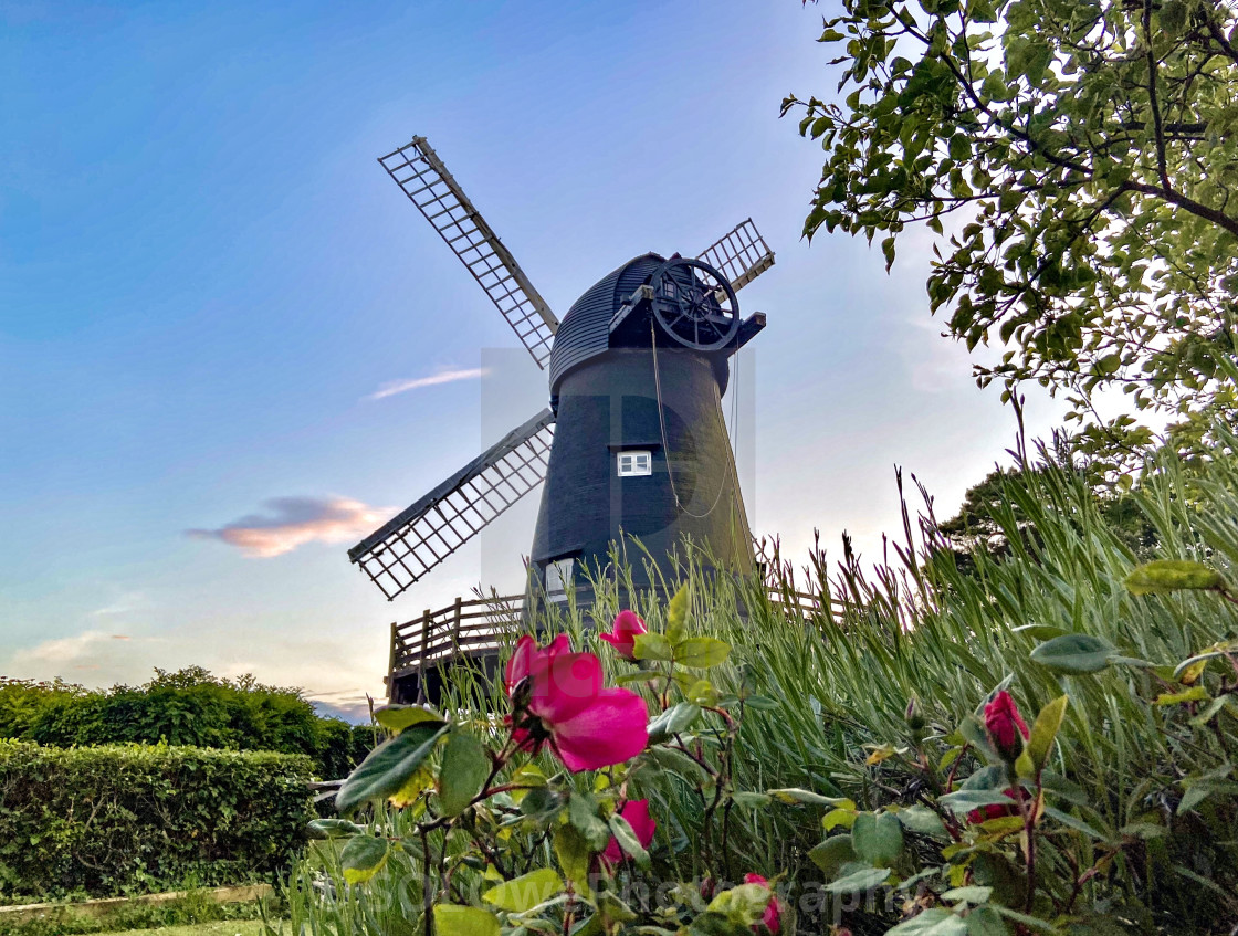 "Windmill Roses" stock image