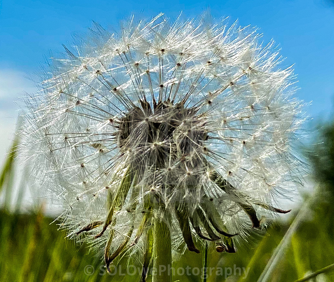 "Dandilion" stock image