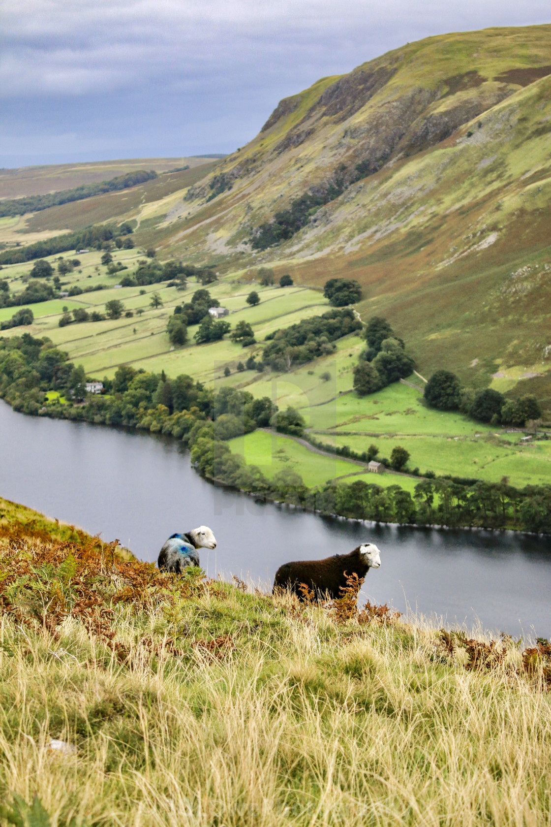 "Hallin Herdwick" stock image