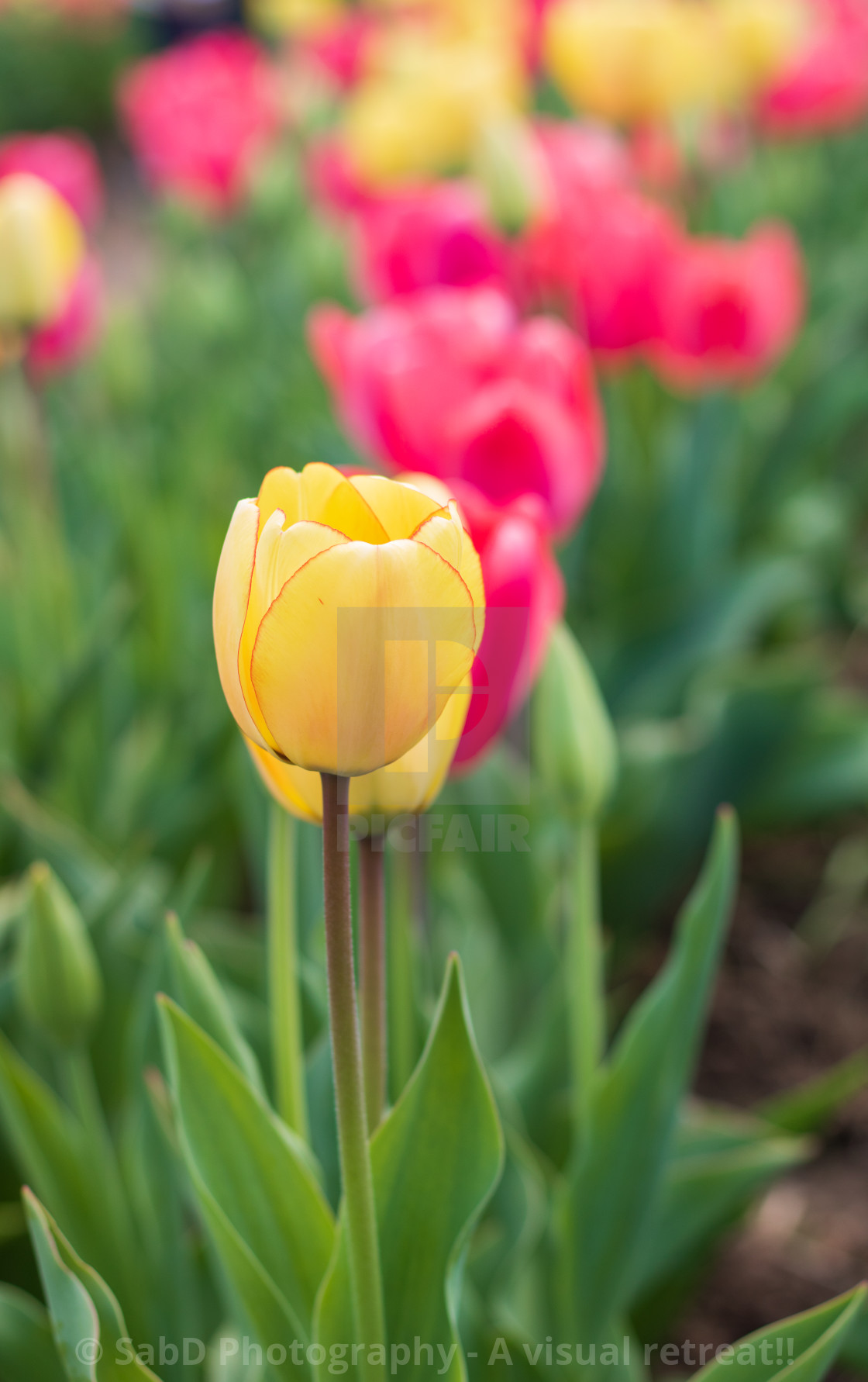 "Tulip flower - close up" stock image