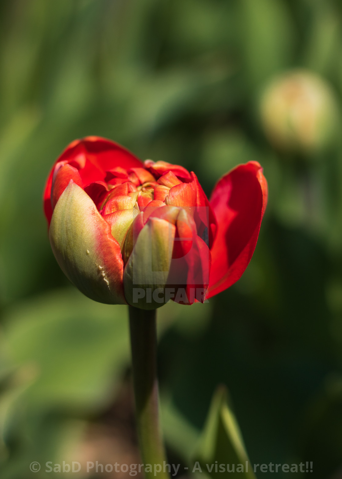 "Colorful Tulip - close up" stock image