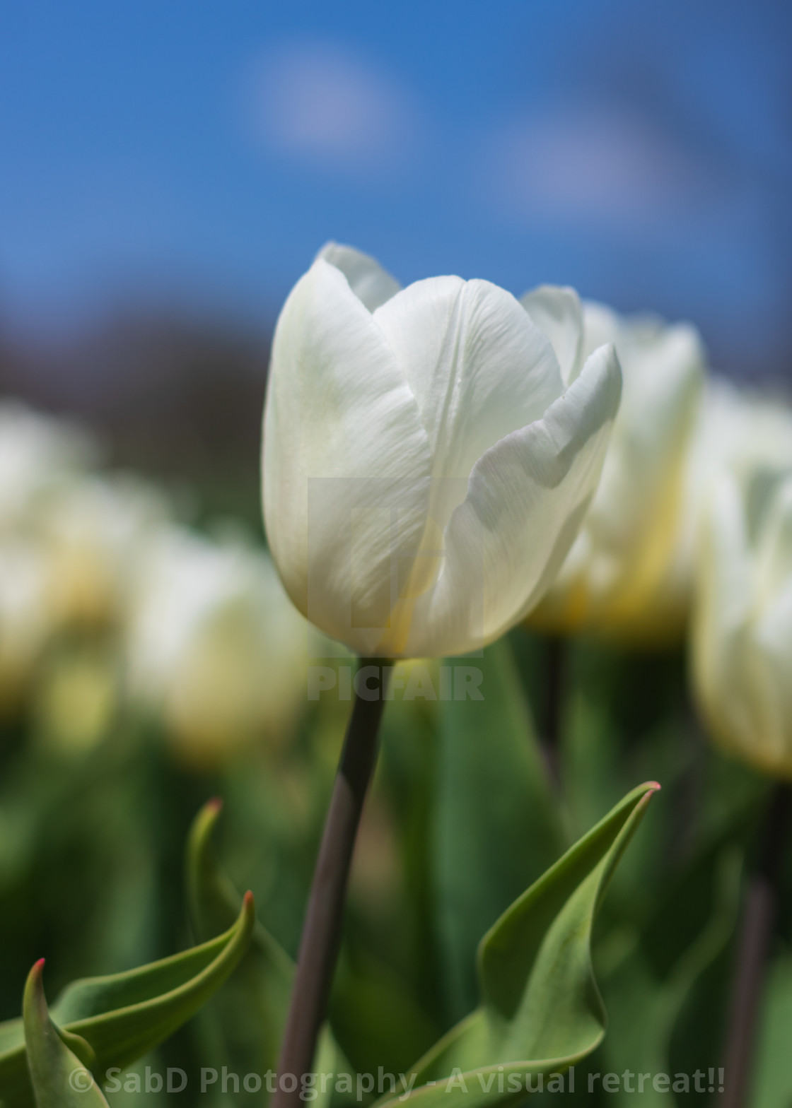 "Colorful Tulips - with blue sky background" by Sab.D Photography - A visual retreat!! - $6.32 "Colorful Tulips - with blue sky background" stock image