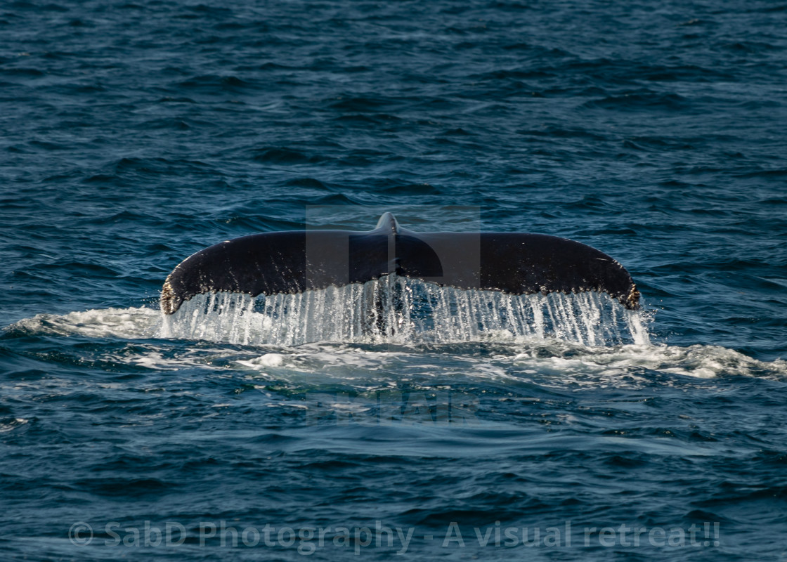 "Tail view of humpback whale" stock image