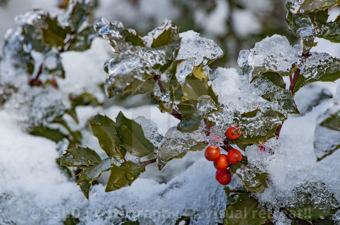 "frozen trees and plants" stock image