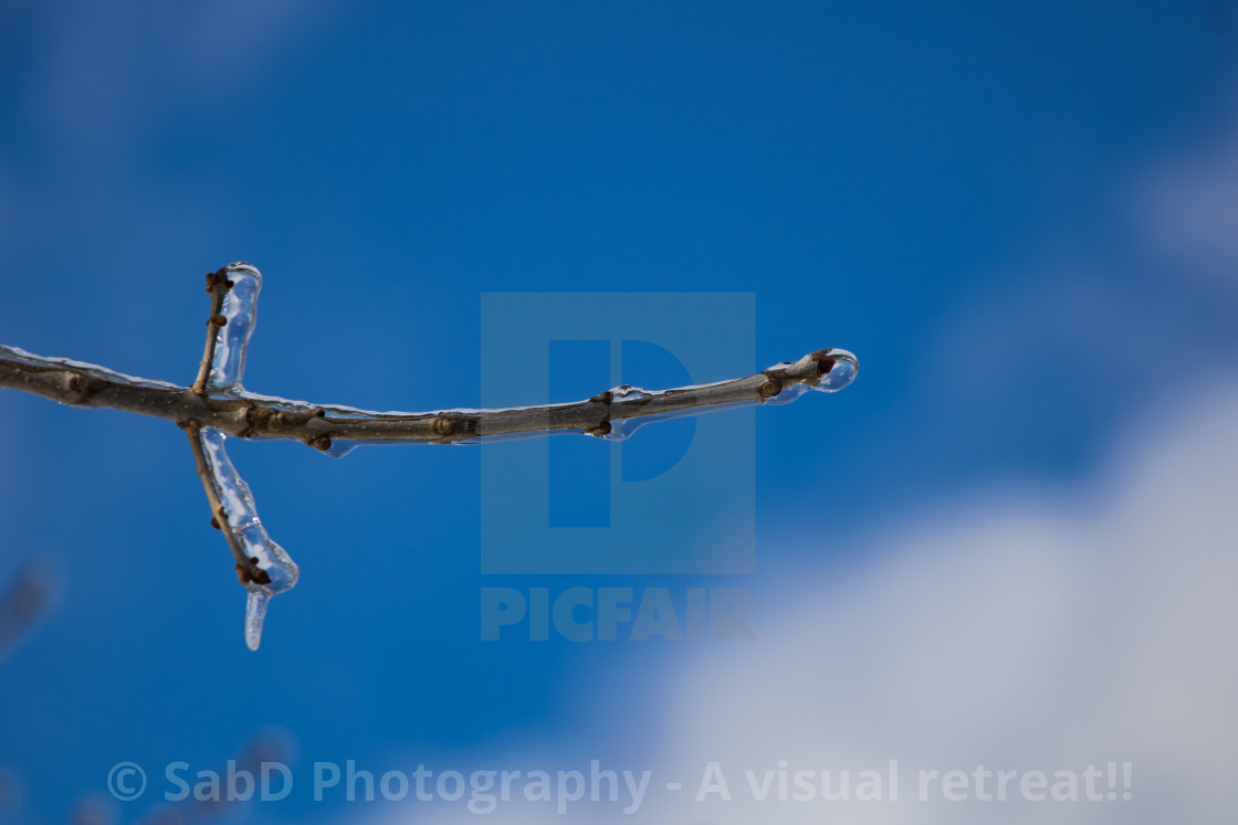 "frozen trees and plants with ice" stock image