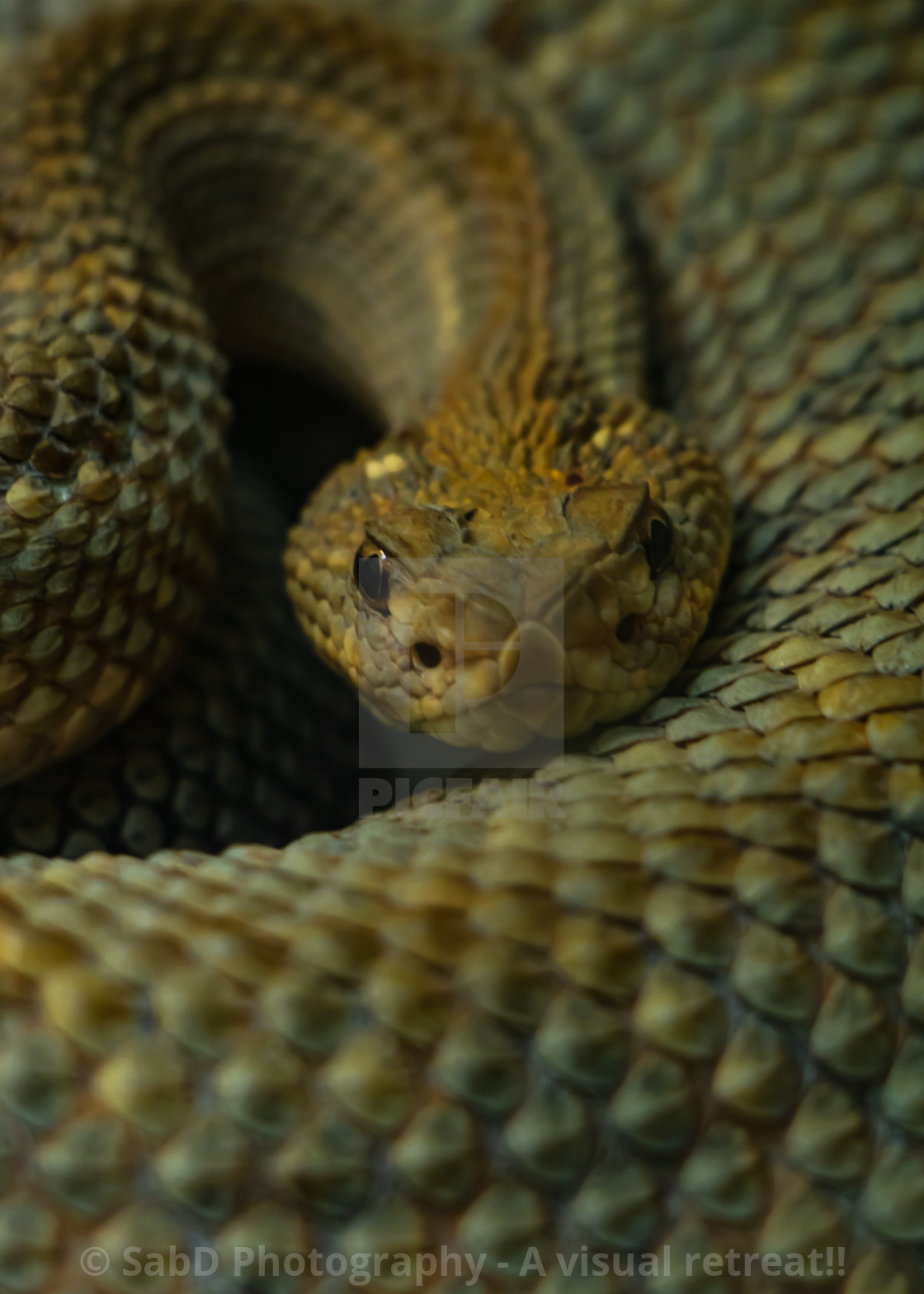 "Snakes close up with eyes wide open" stock image