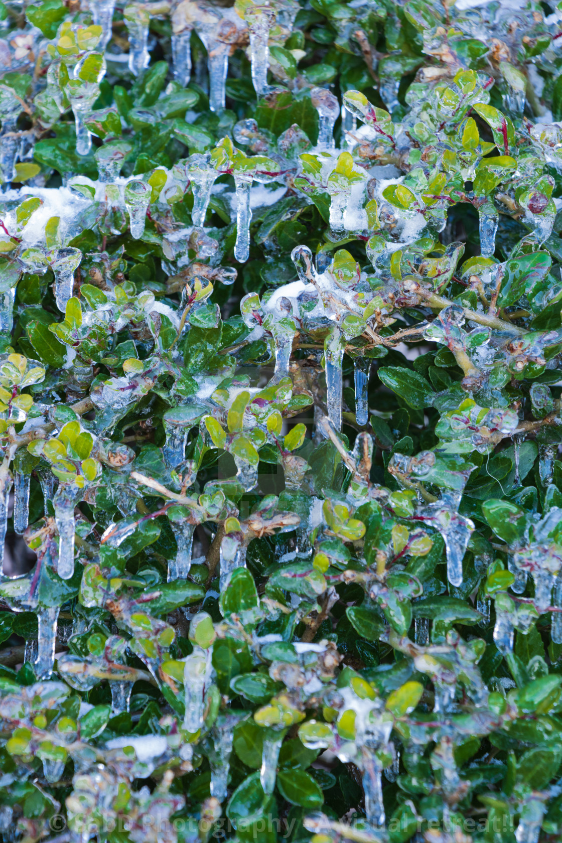 "Winter wonderland - icicles on trees and plants" stock image