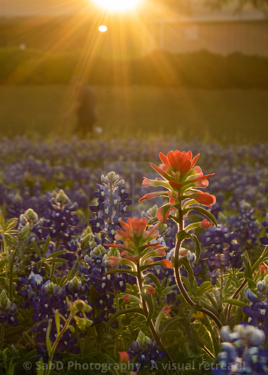 "Backlit Texas wildflower" stock image