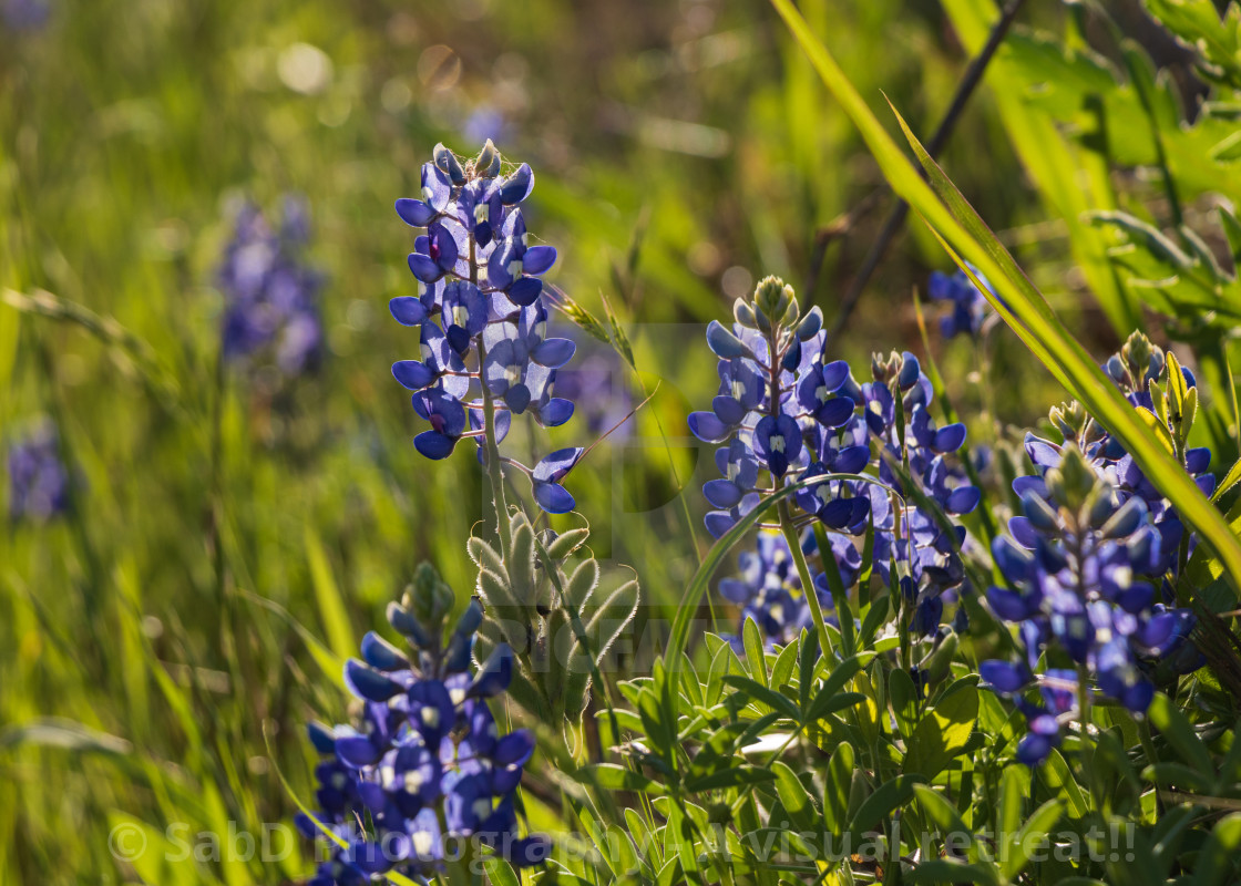 "Bluebonnets" stock image