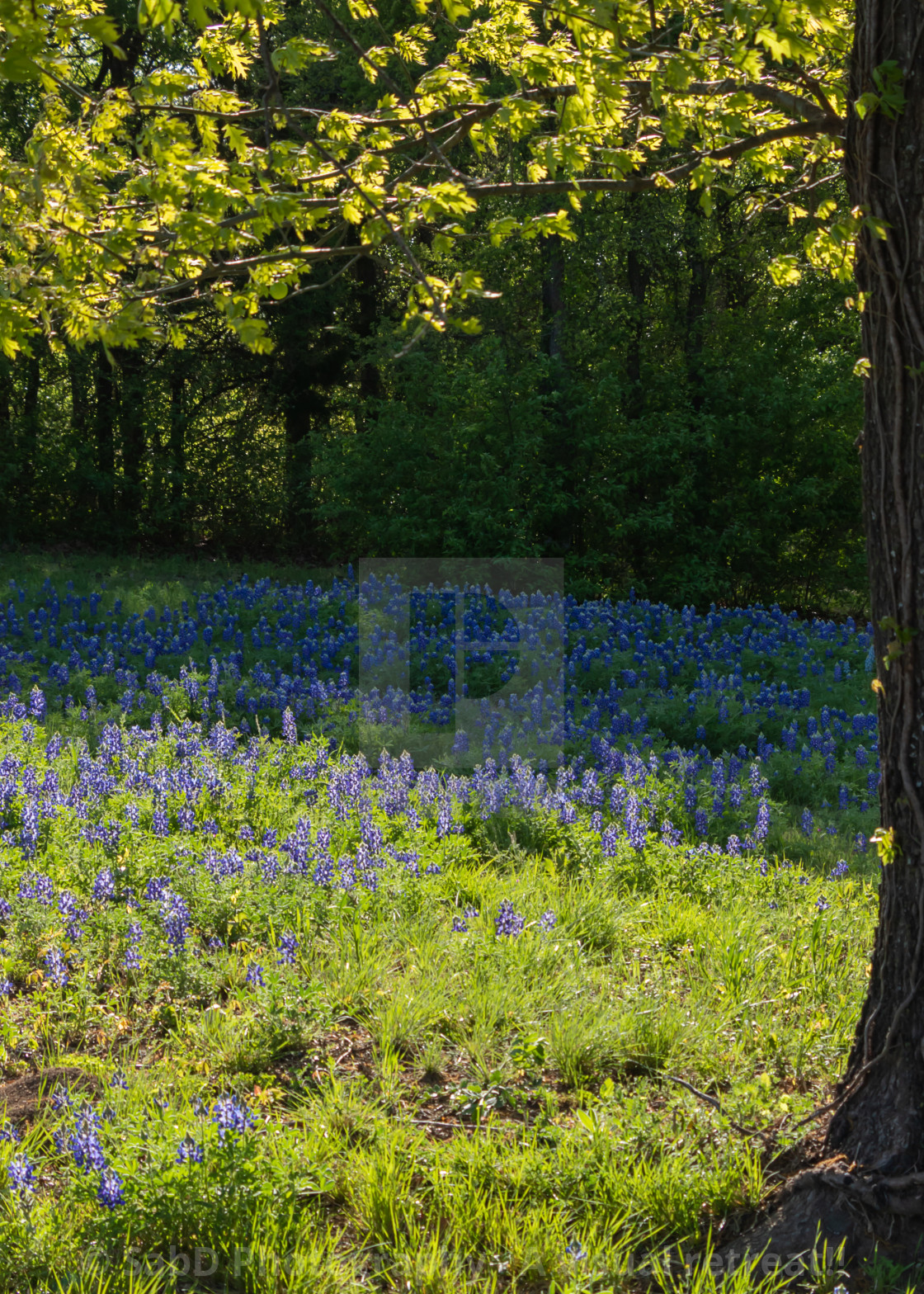 "Bluebonnets" stock image