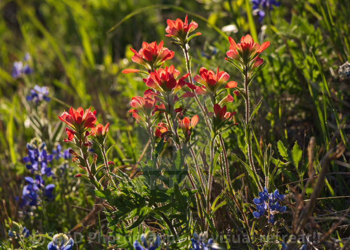 "Bluebonnets" stock image