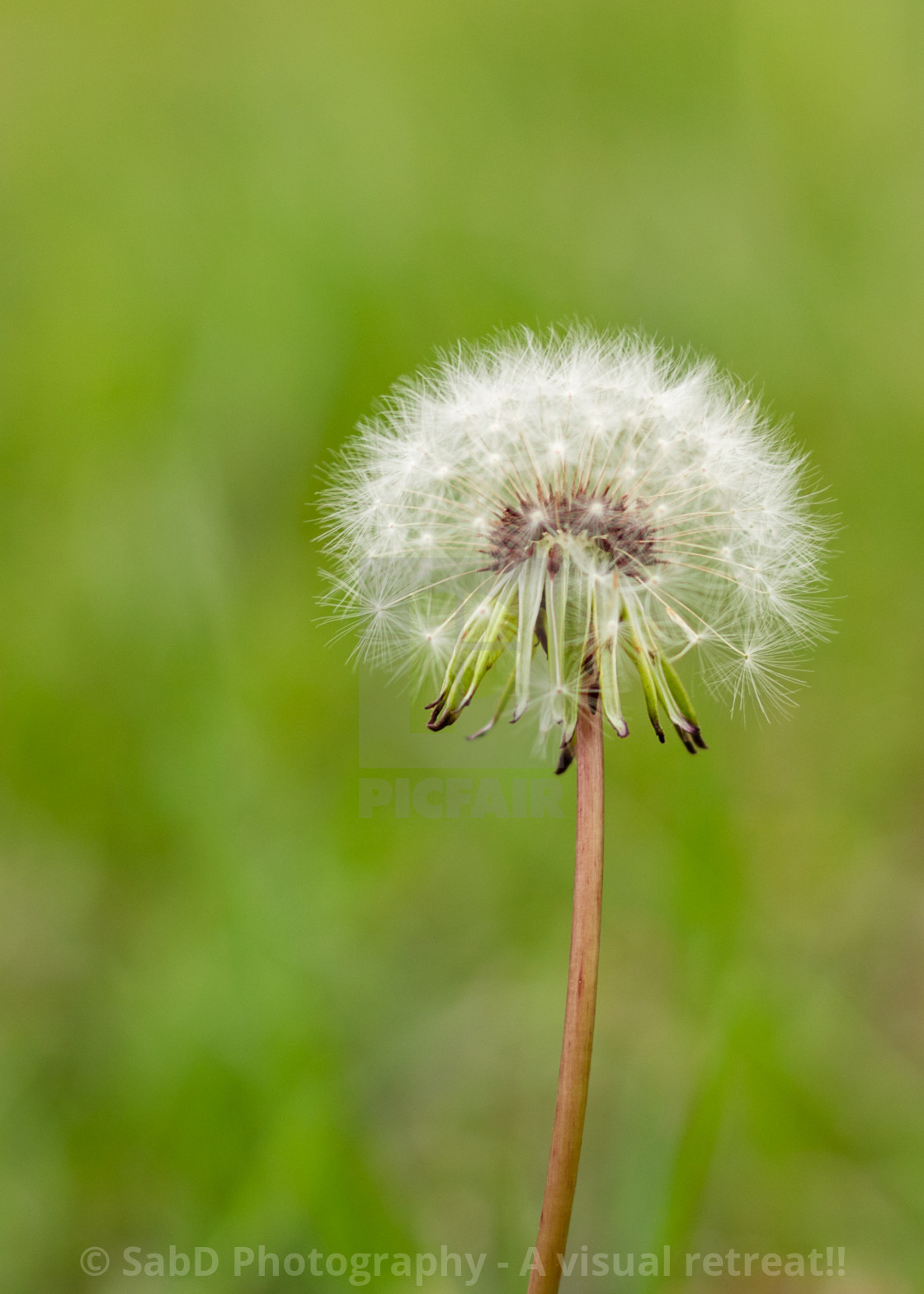 "Spring special - Dandelion" stock image