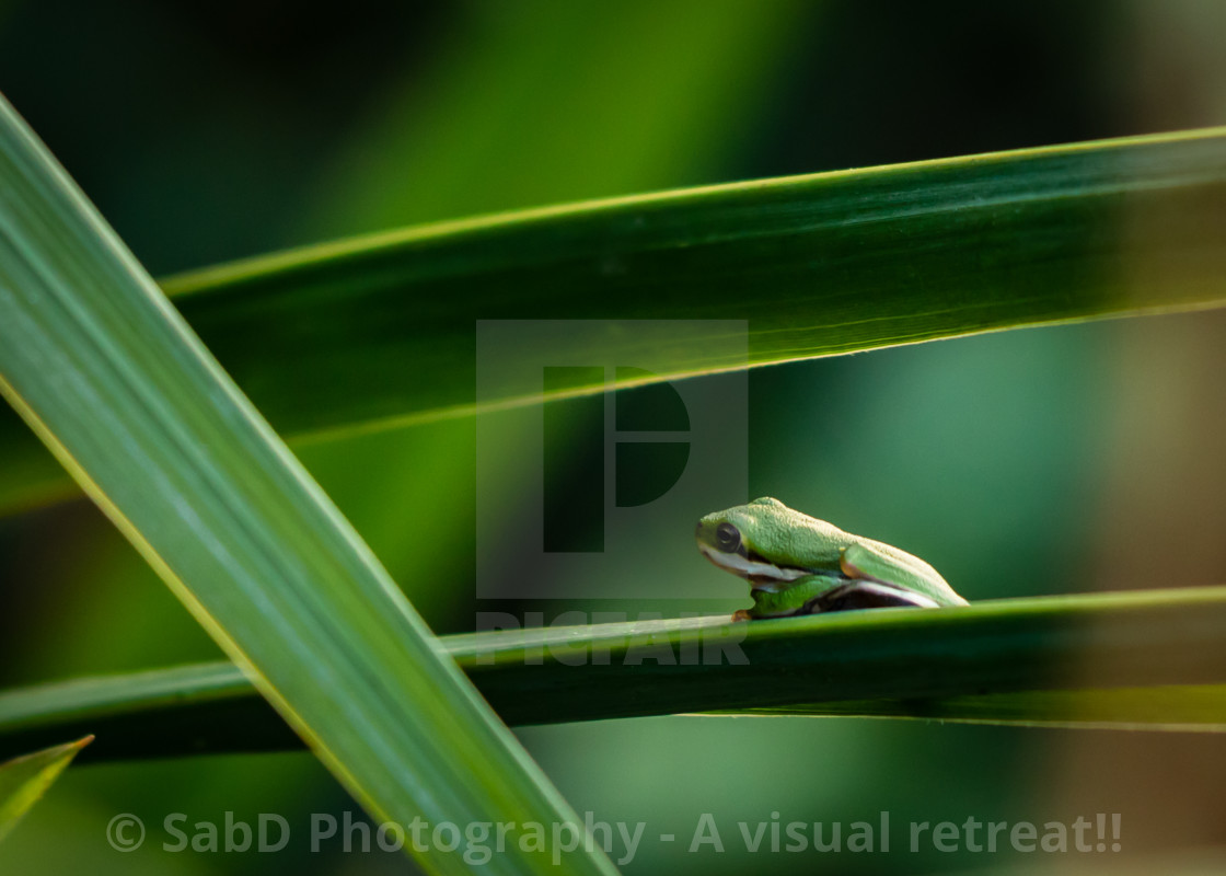 "wooden frog green frog" stock image