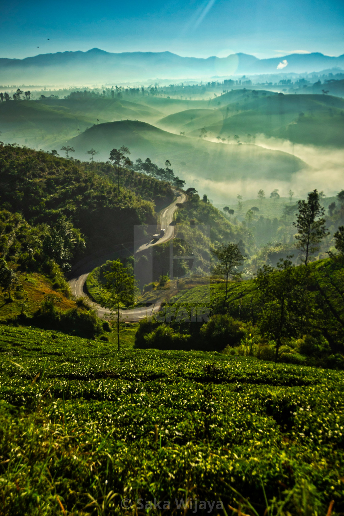 Magnificent Morning And Fresh Air In Tea Plantation Pangalengan Bandung License Download Or Print For 1 24 Photos Picfair