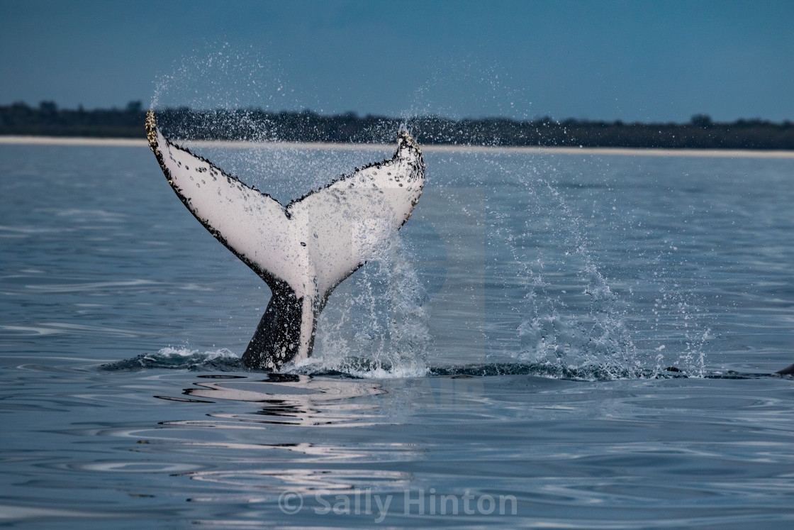 "Tail Slap on a sill morning" stock image