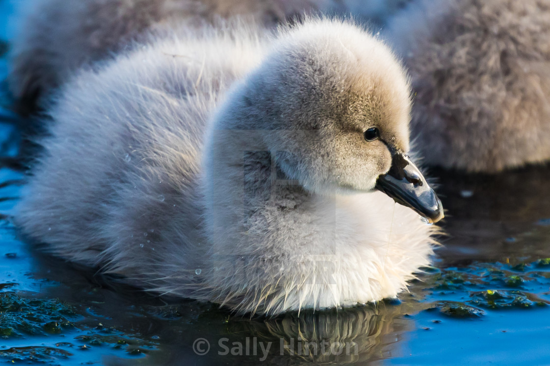 "Cute Cygnet" stock image