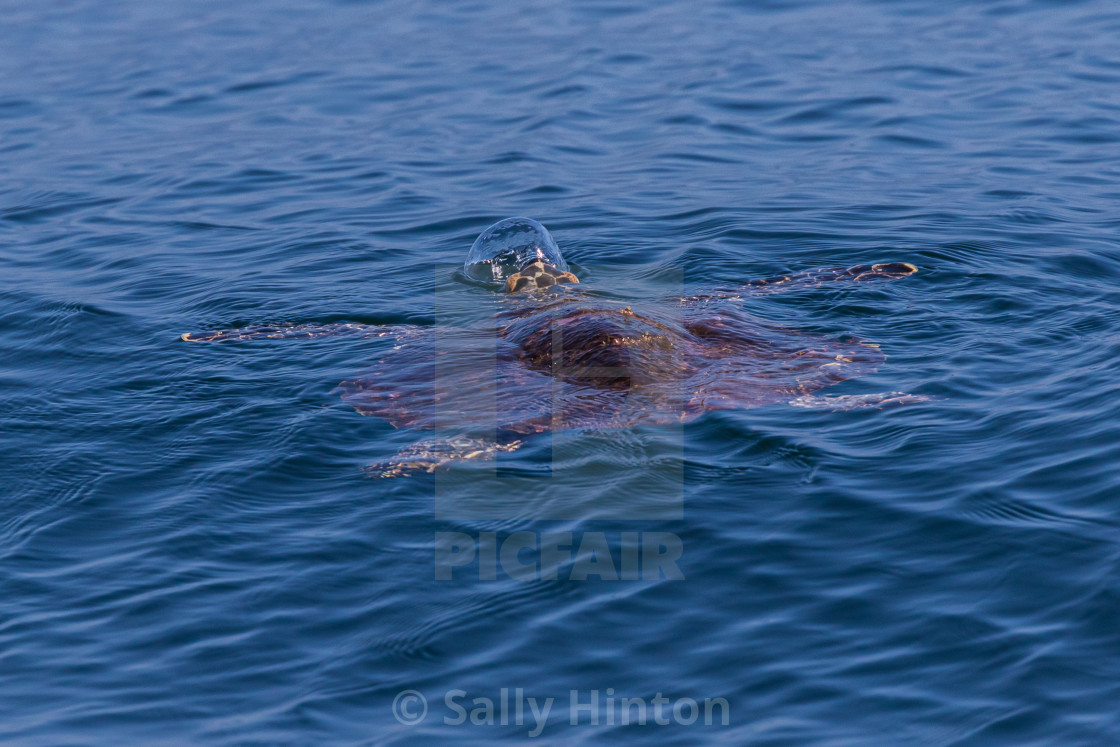 "Hawksbill Turtle blowing bubbles" stock image