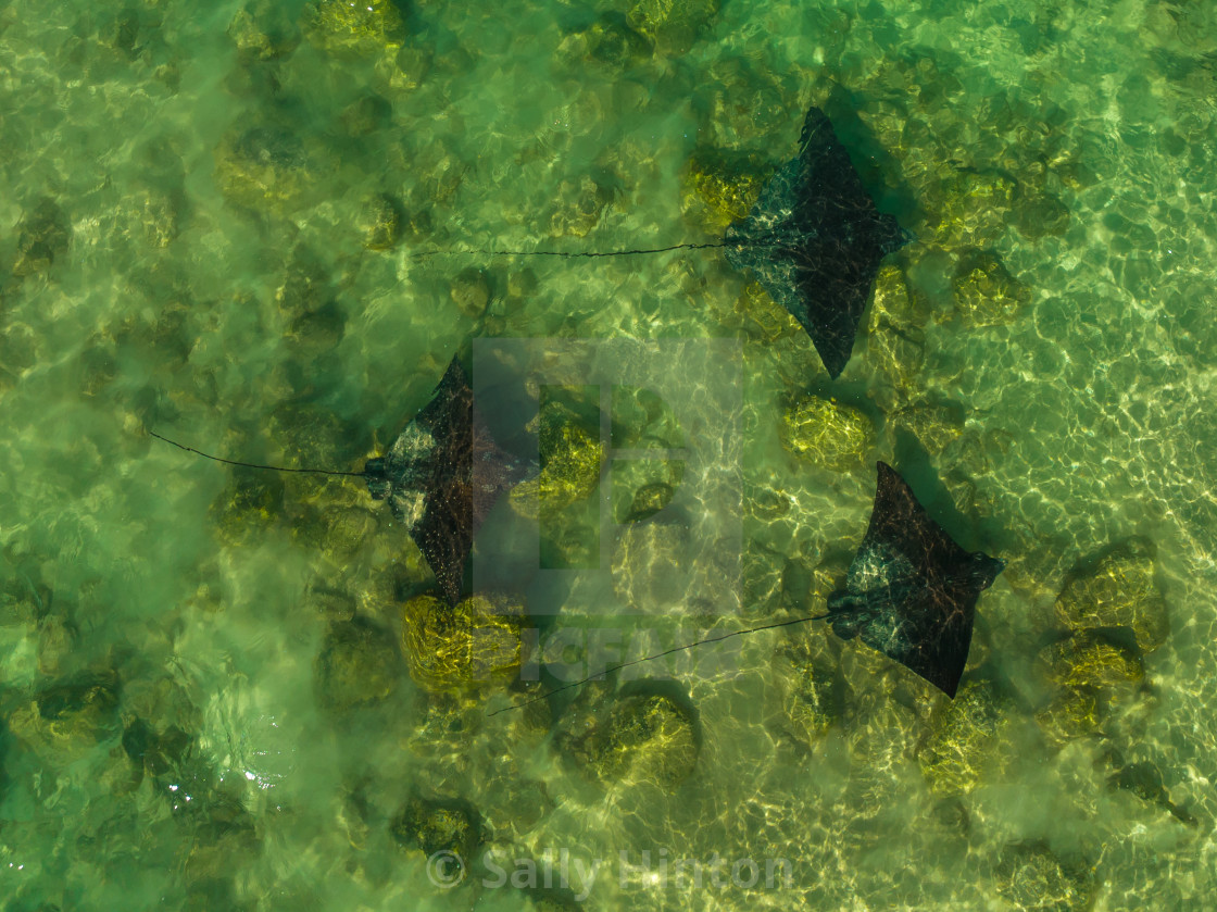 "Spotted Eagle Rays" stock image