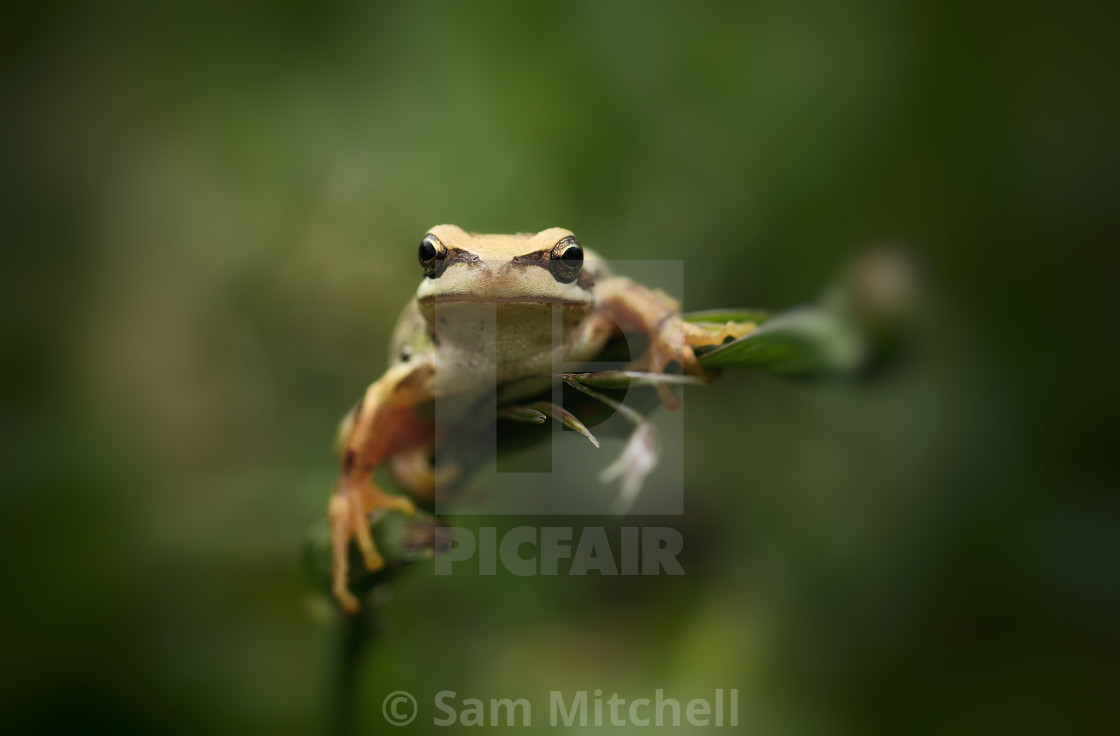 "Perfectly Balanced Frog" stock image